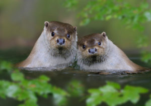 European otters (Lutra lutra), couple in the water European otters (Lutra lutra), couple in the water